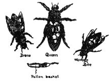 forms of bee
