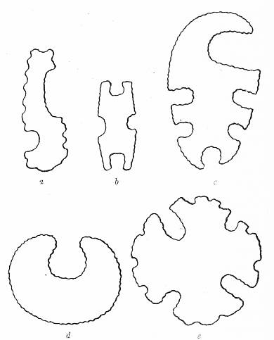Fig. 40. Eccentrically shaped implements found at summit of
    mound.
