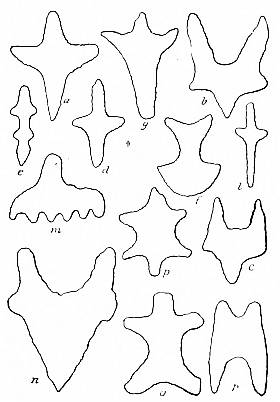 Fig. 50. Flint objects from Italy.