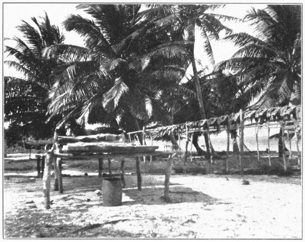 Plate 3. FISH DRYING ON ONE OF THE CAYS OFF THE COAST OF YUCATAN.