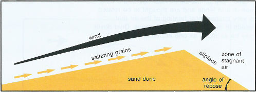 Wind-blown sand moves up the gentle upwind side of the dune by saltation or creep. Sand accumulates at the brink, the top of the slipface. When the buildup of sand at the brink exceeds the angle of repose, a small avalanche of grains slides down the slipface. Grain by grain, the dune moves downwind.