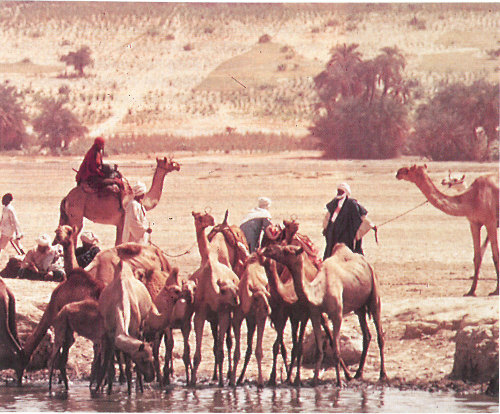 Camels and other animals trample the soil in the semiarid Sahel of Africa as they move to water holes such as this one in Chad (photograph courtesy of the U.S. Agency for International Development).