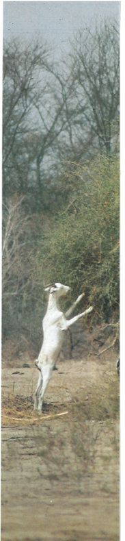 Goat seeks food in the sparsely vegetated Sahel of Africa (photograph courtesy of the U.S. Agency for International Development).