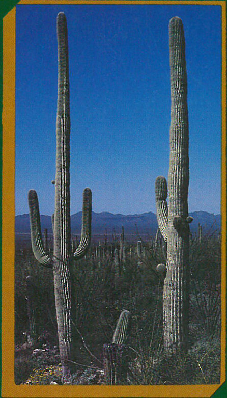 Cacti in the Sonoran Desert (photograph by John Olson).