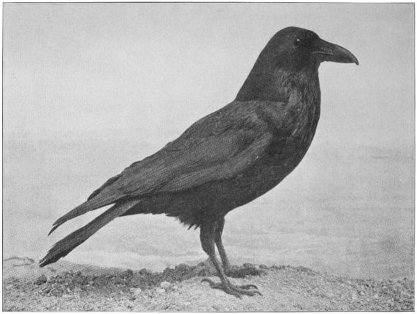 A raven