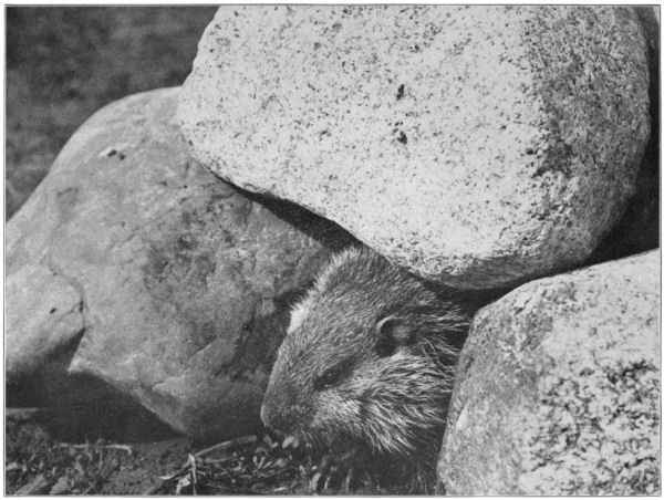A marmot pokes its head out from amongst rocks