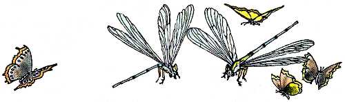 dragonflies and butterflies