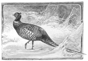 THE OLD COCK PHEASANT