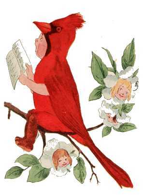 >Cardinal Bird
