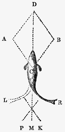 Diagram of fish’s motion.