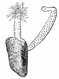 Illustration: Ophiodendrum abietinum on Sertularia abietina