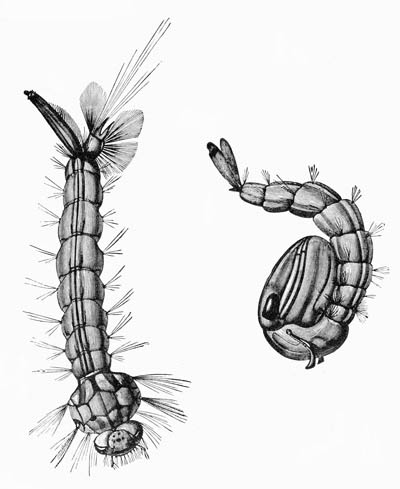 Illustration: Gnat larva and nymph
