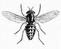Illustration: Ox-fly