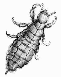 Illustration: Louse of the Head