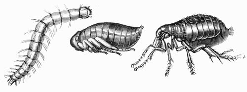 Illustration: Human Flea