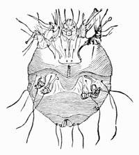 Illustration: Sarcoptes scabiei, male, lower surface