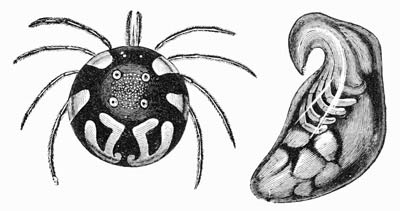 Illustration: Hydrachna geographica