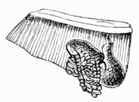 Illustration: Lernea branchialis