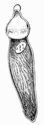 Illustration: Stylorynchus oligacanthus