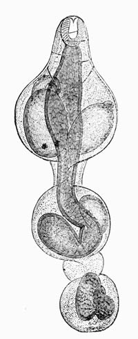 Illustration: Monostomum verrucosum