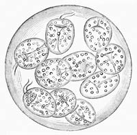 Illustration: Tnia echinococcus, from pig