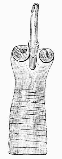 Illustration: Tnia variabilis from the snipe