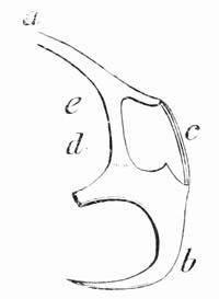 Illustration: Isolated hook of Linguatula