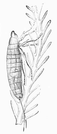 Illustration: Black Stylops, larva