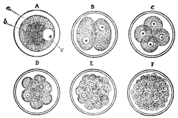 DIAGRAM SHOWING CELL SUBDIVISION

A, a cell; B to F, successive stages in its subdivision; a,
cell-sac; b, cell contents; c, nucleus. (From Martin’s “Human
Body”)