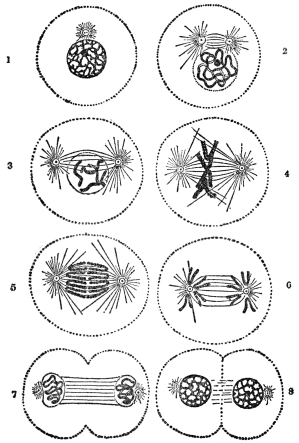 DIAGRAM ILLUSTRATING DIVISION CHANGES IN A CELL NUCLEUS
WITH FOUR CHROMOSOMES

(From Martin’s “Human Body”)