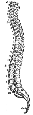SIDE VIEW OF THE SPINAL COLUMN

C 1-7, cervical; D 1-12, dorsal; L 1-5, lumbar; S 1, sacrum;
Co 1-4, coccygeal. (From Martin’s “Human Body”)