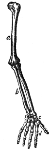 THE BONES OF THE ARM

a, upper arm; b, forearm; c, wrist; d, hand

(From Martin’s “Human Body”)