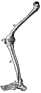 BONES OF THE LEG

a, thigh; b, shin; c, foot; d, knee cap (From Martin’s “Human
Body”)