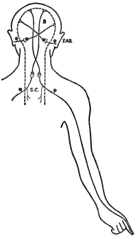 DIAGRAM OF NERVE PATHWAYS

B, brain; S. C., spinal cord