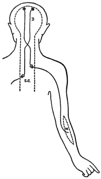 DIAGRAM OF MOTOR PATHWAY

B, brain; S. C., spinal cord; M, muscle