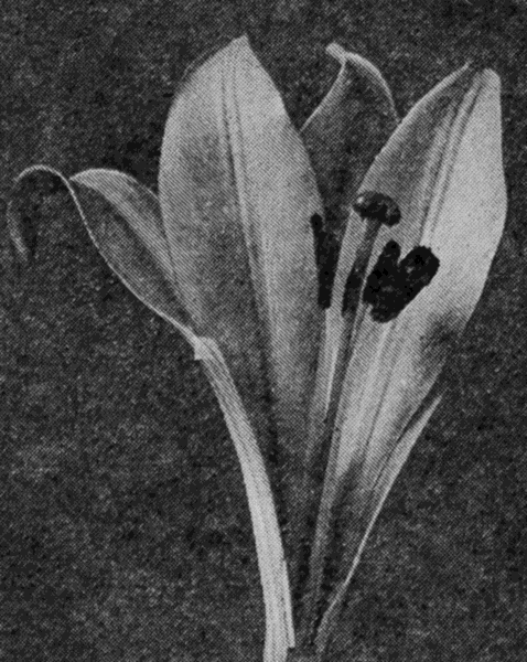 close up
view of a lily