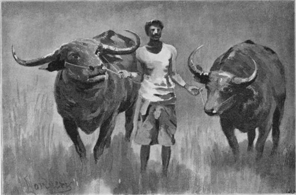 BUFFALOES RETURNING FROM THE RICE-FIELDS.