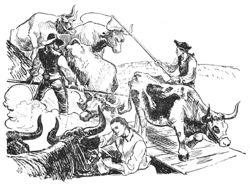 loading Uncle Daniel's oxen on the flatboat