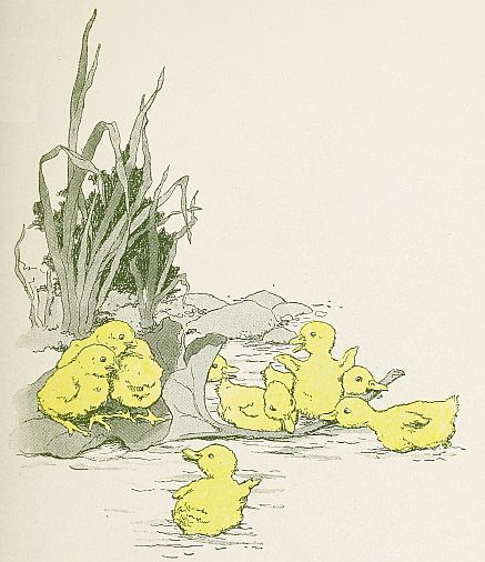 Chicks on leaf in water with ducklings