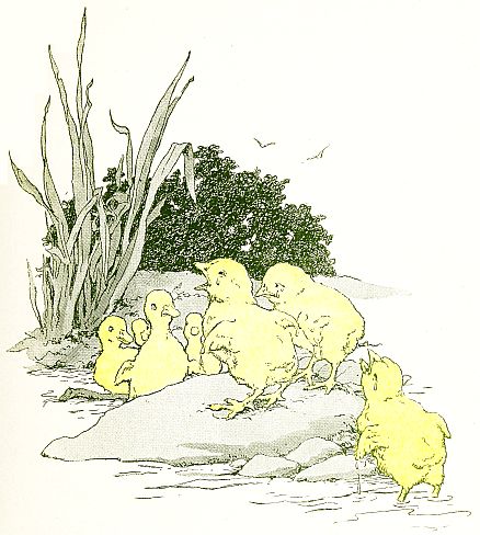 Unhappy chicks