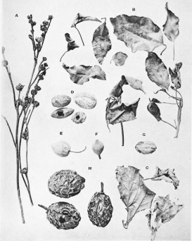 Image not available: 2. Botanical Specimens