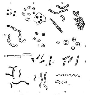 Various Forms of Bacteria
