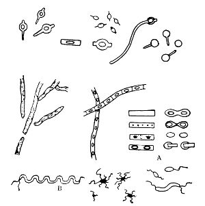 Various Forms of Spore Formation and Flagella