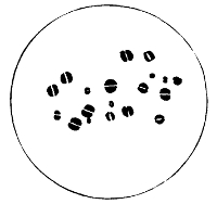 Diplococcus of Neisser