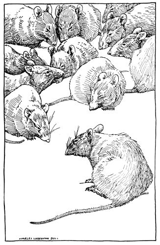 large group of rats