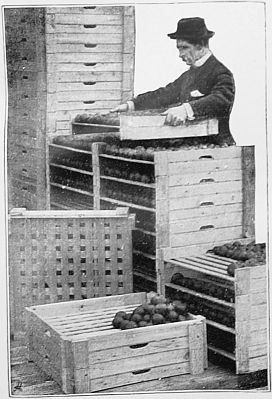 Photograph of man with drawers and drawers of fruit racks