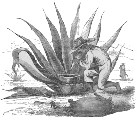 MAKING PULQUE.