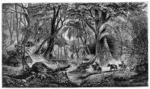 MEXICAN FOREST SCENE.