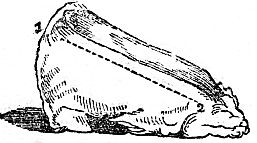 drawing of slab of beef