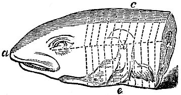 diagram of fish head and start of body